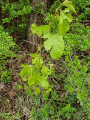 Morus alba