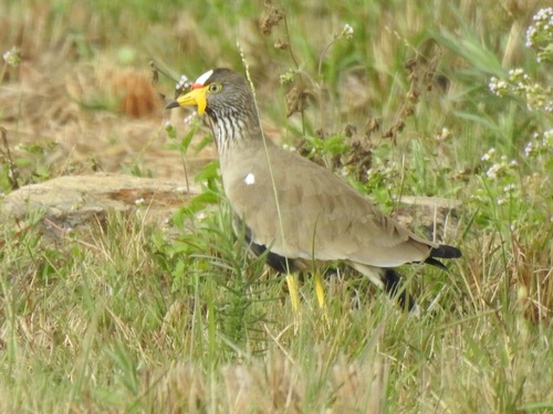 iNaturalist image