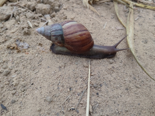 African Giant Snail