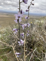Delphinium parishii