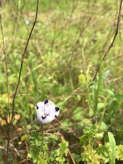 Nemophila maculata