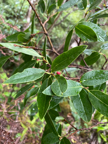 Wikstroemia oahuensis observed 2026-05-20