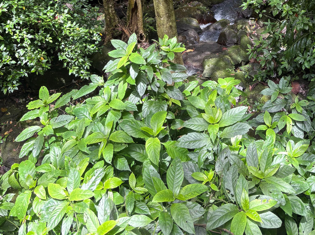 Odontonema cuspidatum; photograph (c) eml23, some rights reserved (CC BY)