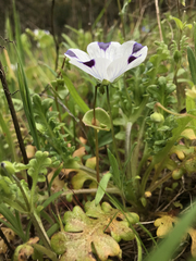 Nemophila maculata