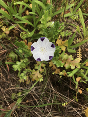 Nemophila maculata