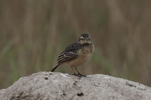 Flappet Lark (Amirafra rufocinnamomea), photo 5