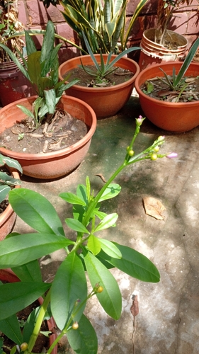 Philippine spinach