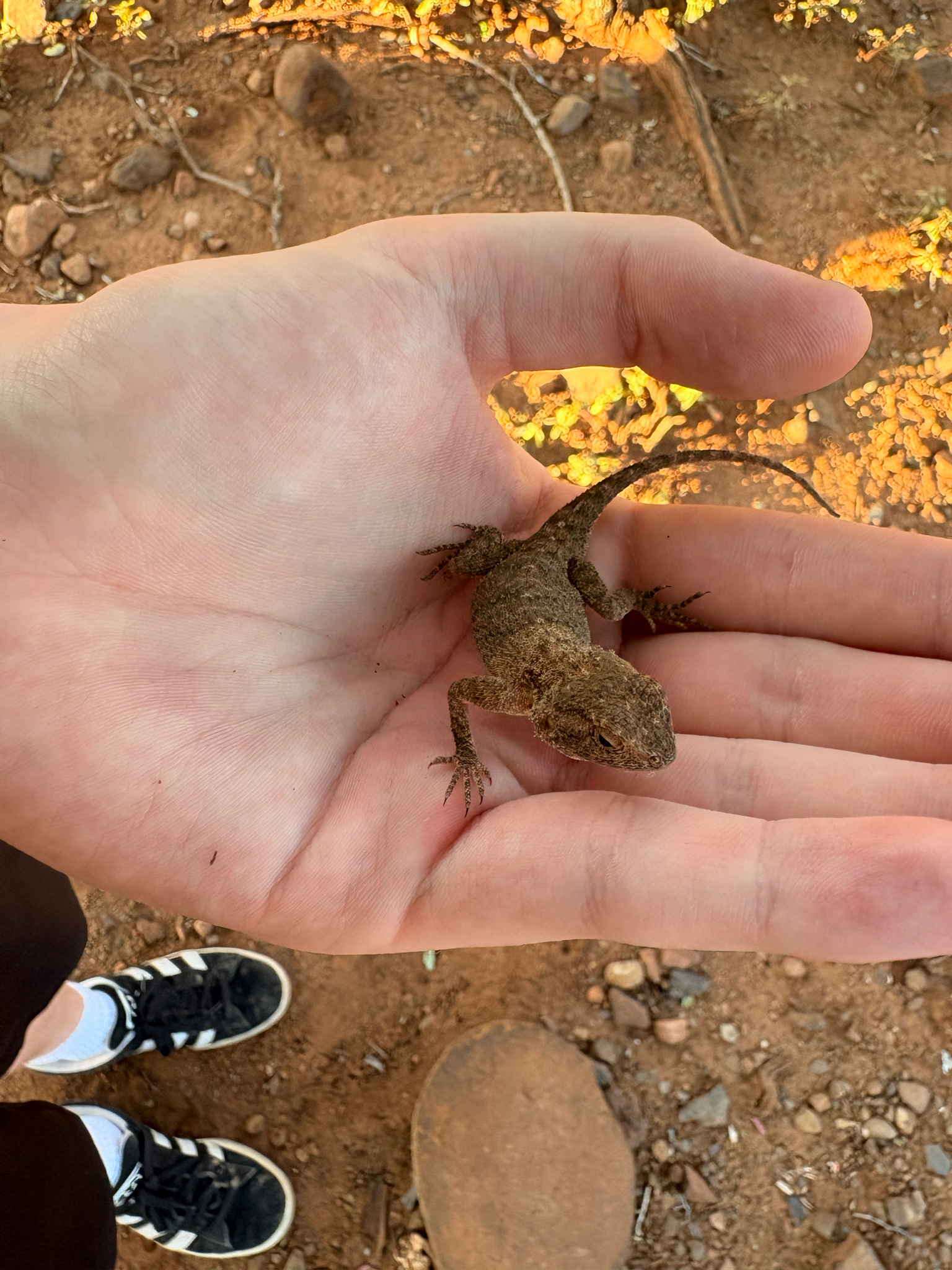 Agama aculeata Merrem, 1820