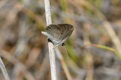 Eicochrysops messapus messapus