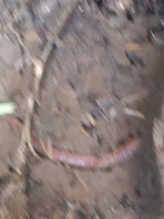 Aporrectodea caliginosa