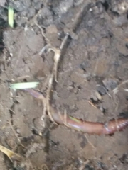 Aporrectodea caliginosa