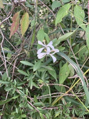 Turraea obtusifolia