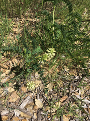 Astragalus pomonensis