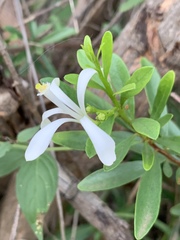 Turraea obtusifolia