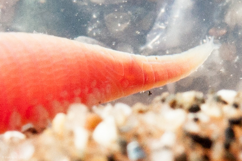 Glycera robusta
