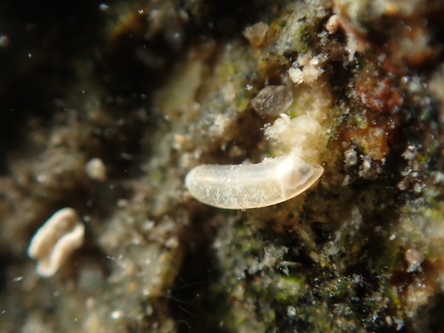 Caecum orcutti, 2026-05-19