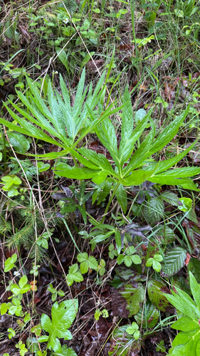 Helleborus purpurascens, photograph 3