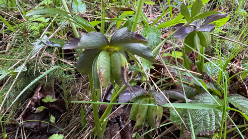 Helleborus purpurascens, photograph 2