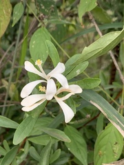 Turraea obtusifolia
