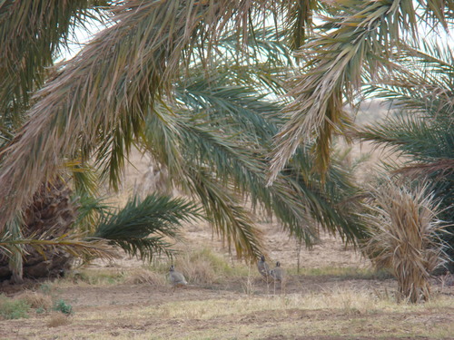 Barbary Partridge