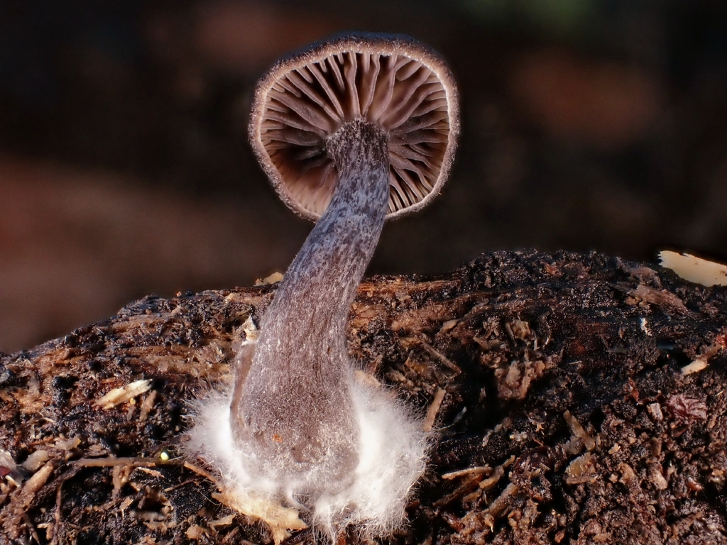 Pseudoclitocybe foetida