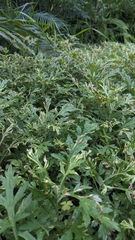 Artemisia indica, photograph (c) 許文俊, some rights reserved (CC BY-SA)