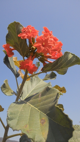 Cordia dodecandra (Cordia dodecandra)