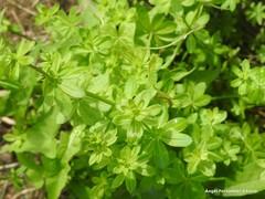 Galium odoratum