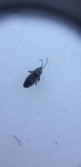 Eremocoris fenestratus