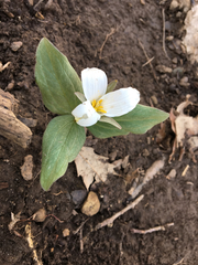 Trillium nivale