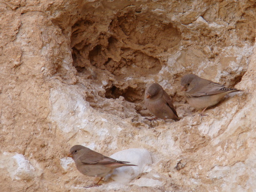 Trumpeter Finch