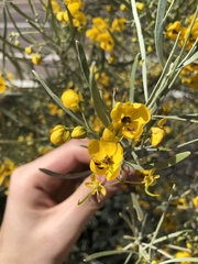Senna phyllodinea