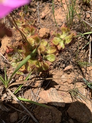 Drosera dielsiana