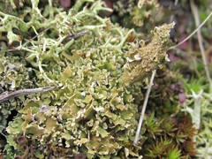 Cladonia strepsilis