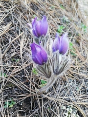 Pulsatilla montana