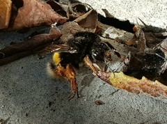 Bombus terrestris sassaricus