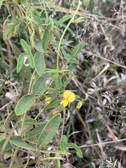 Rhynchosia totta totta