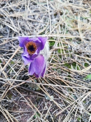 Pulsatilla montana