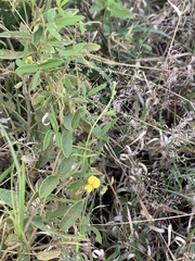 Rhynchosia totta totta