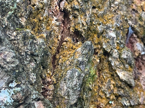 Trentepohlia abietina observed 2026-05-21