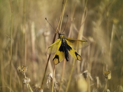 Libelloides longicornis