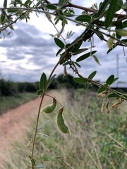 Rhynchosia totta totta