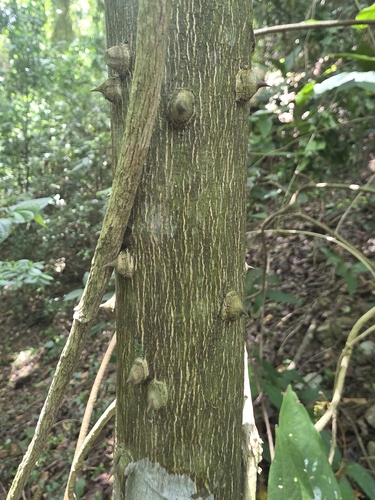 white pricklyash