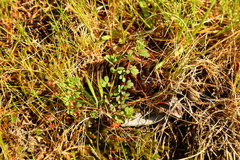 Acmispon parviflorus
