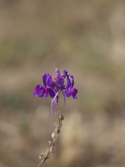 Linaria elegans
