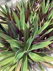 Tradescantia spathacea