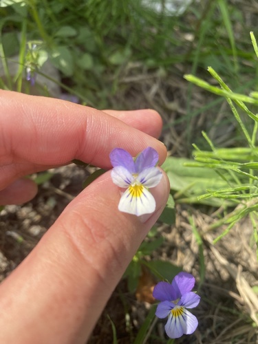 Наблюдение на iNaturalist