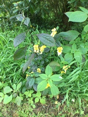 Impatiens scabrida