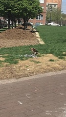 Buteo jamaicensis