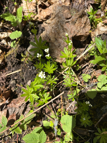 Sweet Woodruff